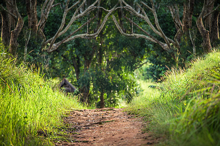 树木和草丛环绕的热带森林中的步行道图片
