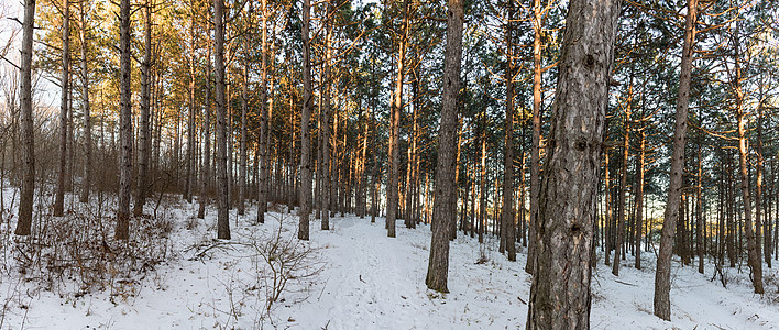 松树阳光明媚的森林 冬季全景图片