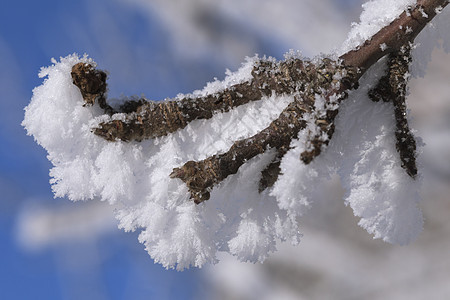 覆盖霜冻树枝的树枝磨砂天空天气植物水晶森林蓝色冻结宏观阳光图片