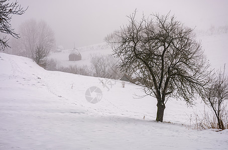 在雾中 在下雪的农村山坡上的裸树上图片