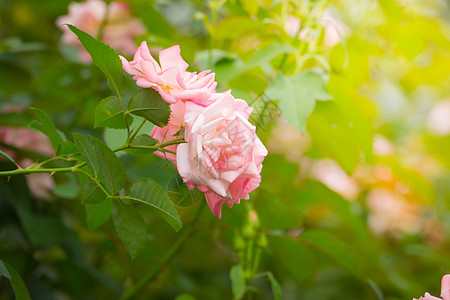 花园里的玫瑰花花瓣玫瑰粉色植物群日光树叶情人绿色高清图片