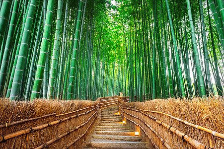 日本京都的竹林栅栏场景文化木头寺庙树木小路树林街道环境图片