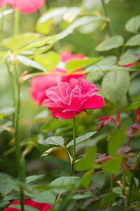 花园里的玫瑰花情人日光玫瑰植物群粉色绿色花瓣树叶高清图片