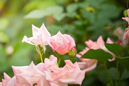 花园里的玫瑰花日光情人粉色花瓣树叶绿色植物群玫瑰高清图片