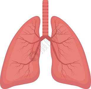 肺图标 平面样式人体设计元素的内部器官 标志 解剖学 医学概念 卫生保健 孤立在白色背景上 矢量图图片