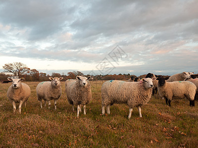 特写白绵羊农场的农田 牧草野生动物哺乳动物旅行乡村草原内存羊毛太阳母羊旅游农村图片