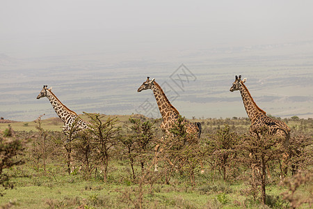 坦桑尼亚塞伦盖蒂国家公园野生长颈鹿图片