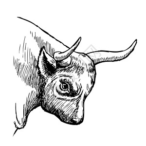 手画的公牛插图涂鸦草图白色水牛牛肉农场家畜动物哺乳动物绘画图片