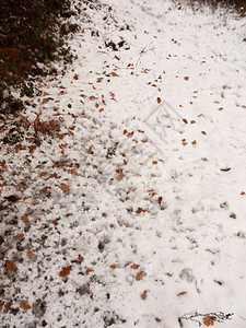 雪背景地板冬天外面国家森林领域组织地面墙纸水晶冻结寒意雪花雪堆大雪季节图片