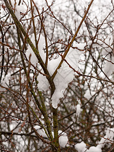 寒冬外棕色光枝上挂着冰雪水晶墙纸雪花薄片木头季节美丽冻结树木磨砂图片