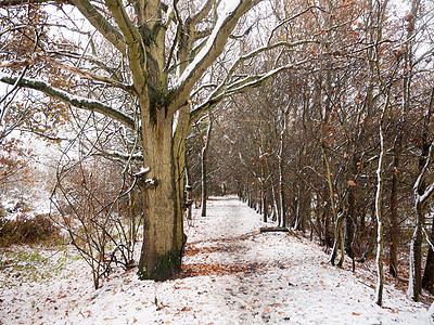冬季国家森林路线 野生树皮自然树皮踪迹旅游季节天空树干荒野分支机构降雪木头植物图片