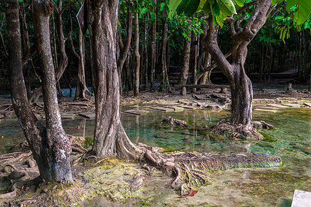 福尔根湖湖泰国克拉比绿宝石湖附近丛林中的树林中背景