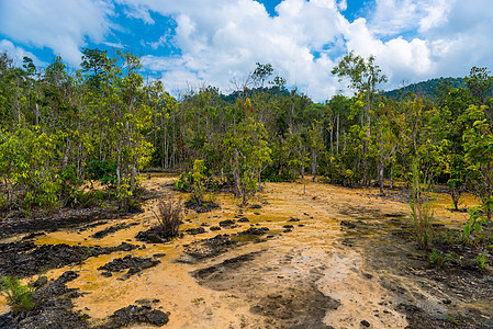 泰国克拉比雨林中的干枯树和茂密沼泽图片