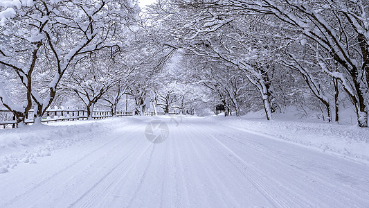 冬天下雪覆盖道路和树木风景太阳森林蓝色街道天空场景旅行松树国家图片
