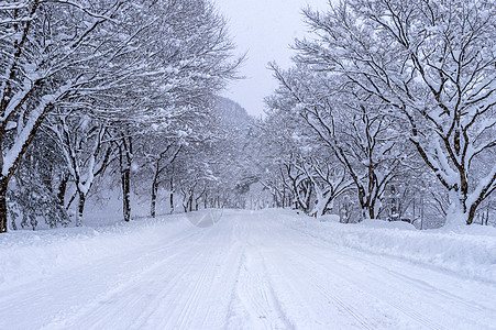 冬天下雪覆盖道路和树木国家蓝色天气天空风景旅行暴风雪太阳季节森林图片