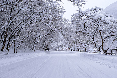 冬天下雪覆盖道路和树木风景松树森林场地场景暴风雪公园蓝色季节街道图片