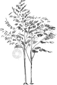 手画白色背景上隔离的黑树 小植物分支在矢量图中 简单灰色草图植物学风格枝条插图墨水装饰生态手绘绘画树干图片