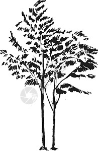 手画白色背景上隔离的黑树 小植物分支在矢量图中 简单灰色草图木头花园绘画环境森林涂鸦手绘墨水插图植物学图片