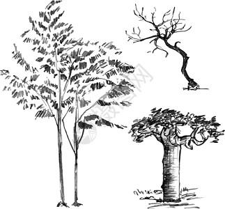 手画白色背景上隔离的黑树 小植物分支在矢量图中 简单灰色草图季节风格树干装饰墨水涂鸦绘画手绘植物学森林图片