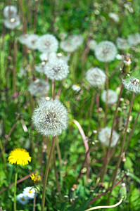 在草原上涌现的 无数个弹球环境草地杂草白色花园种子植物群场地公园植物学图片