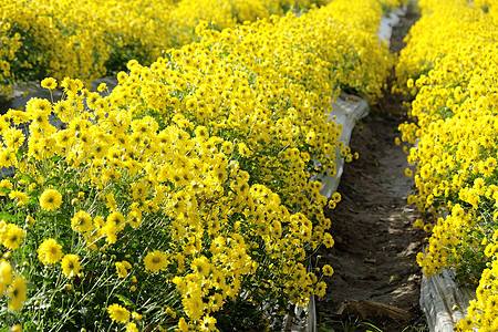 黄菊花农场植物学花头水平花瓣植物叶子黄色绿色季节颂府图片