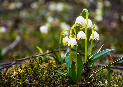 白春雪花的美丽盛开百合露珠花束伴奏森林荒野场景气氛生长雪铃图片