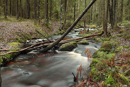 河中快河树干针叶石头树木野生动物清凉木头森林流动风景图片
