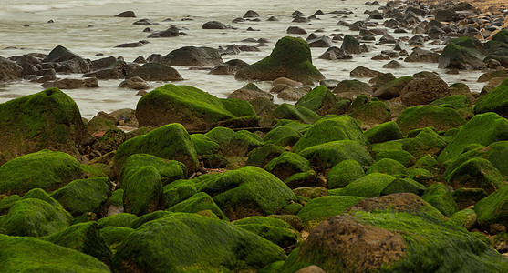 洛基沿海外栖植物防护屏障海岸巨石海岸线潮汐风暴生长豆荚岩石沿海流动图片