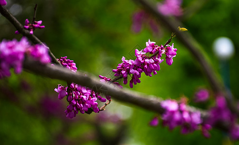 犹大树在春天开花起源紫色投标植物群果园气氛紫外线背景叶子紫荆图片