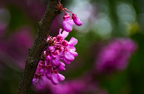 犹大树在春天开花植物群果园背景紫色投标紫外线紫荆场景起源气氛图片