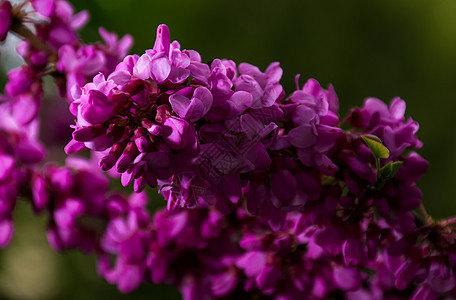 犹大树在春天开花公园叶子气氛紫外线紫色紫荆花果园紫荆植物背景图片