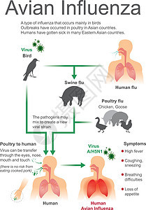 禽流感鼻子风险灰尘眼睛气管空气感染咳嗽动物翅膀图片