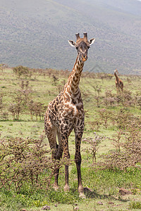 肯尼亚Amboseli国家公园的Giraffe图片