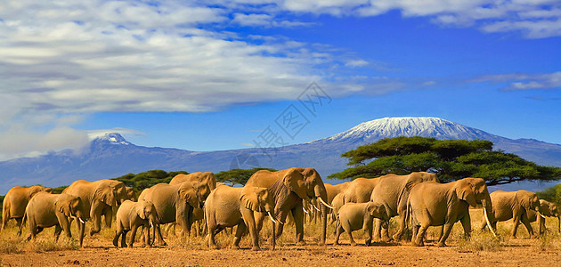乞力马扎罗和大象非洲象牙树木蓝色远景顶峰团体荒野野生动物家庭动物图片
