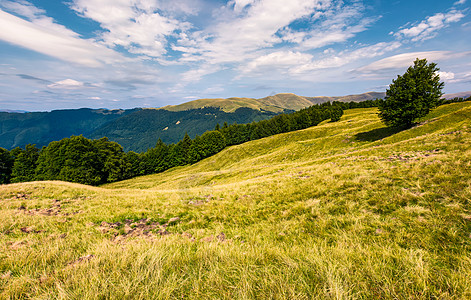 喀尔巴阡山脉草坡上的华丽天气风景时间木头公园山坡资源林地小丘山毛榉环境背景图片