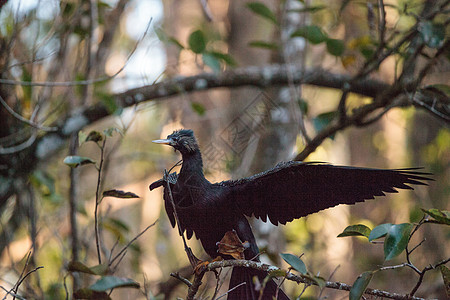 女性Anhinga鸟叫保护区湿地鸟类蛇鸟野生动物动物尖嘴沼泽羽毛图片