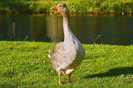 灰鹅在草上账单水禽草皮雁雁草地草坪环境鸟类河岸运河图片