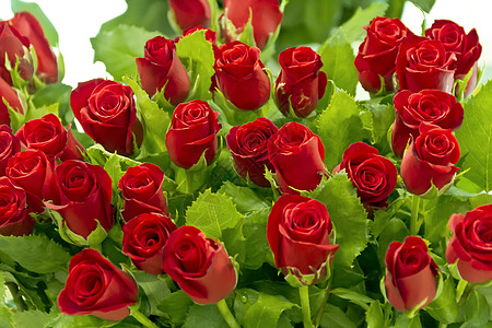 红玫瑰的大花束图片