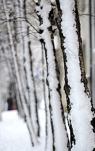 树上有雪白色梧桐树降雪小路公园胡同城市车道街道天气图片