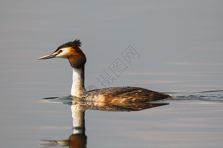 美丽的野鸭运动荒野女性池塘野生动物湿地鸭子反射小鸭子摄影图片