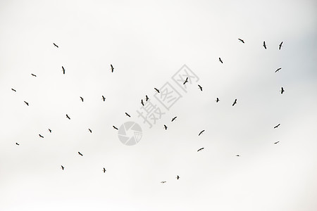 鸟群在天上飞翔黑色航班编队鸭子白色自由美丽团体飞行天空背景图片
