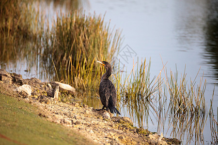 双倍碎裂体 磷酸三氯丙烯菊酯少年沼泽地公园野生动物翅膀鸬鹚荒野池塘黑色鸟类图片