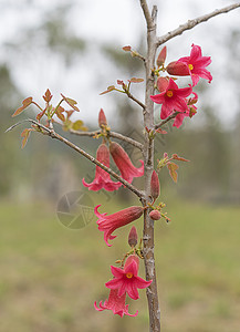 小库拉宗 布拉奇奇顿 花朵图片