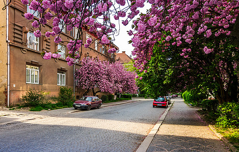 在樱花开花的Uzhgorod街道上植物起源环境大街季节文化胡同晴天场景图片