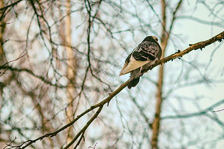 冬天在树枝上吃鸽子羽毛荒野翅膀花园野生动物动物公园木头季节天空图片