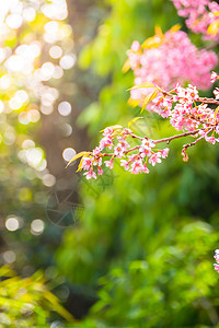 泰国清迈的樱花花花朵开花寺庙旅行木头痤疮土井红斑场景天空季节樱花图片