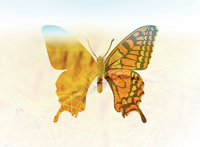 双曝光风格的蝴蝶矢量插图 问候春天或夏天翅膀飞行绘画场地昆虫太阳白色君主植物水彩背景图片