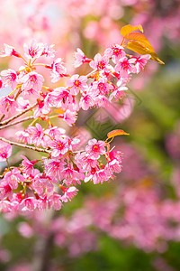 泰国清迈的樱花花花朵开花蓝色红斑天空旅行寺庙场景季节痤疮木头土井图片