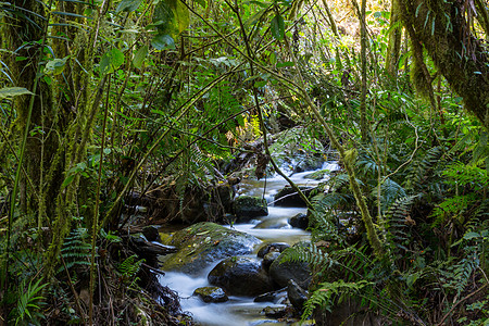 森林石头丛林中的溪谷植物水分美丽热带绿色地标荒野公园溪流树木背景