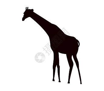 长颈鹿 ico动物野生动物背景图片